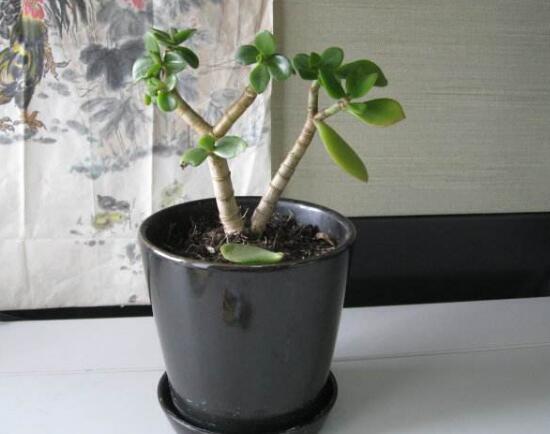 玉樹可以水培嗎，玉樹水培生根方法