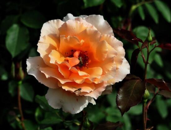 月季花種植技術(shù)，做好這七步生長(zhǎng)的枝繁葉茂