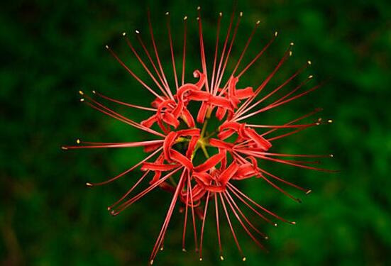 彼岸花語，不同國家不同花語/中國、朝鮮、日本