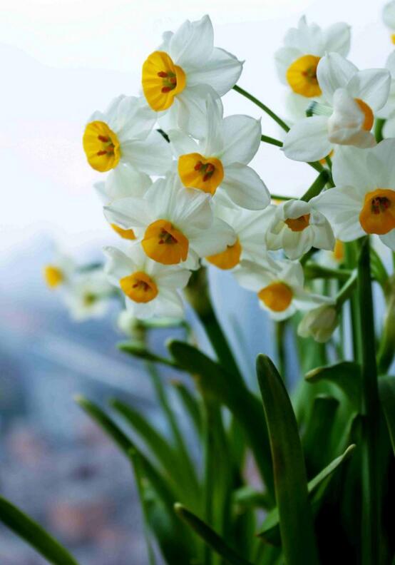 水仙花的水養(yǎng)方法，了解這三種技巧養(yǎng)出好看的水仙花