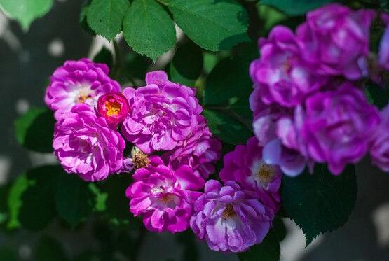 薔薇花怎么修剪，薔薇花修剪方法