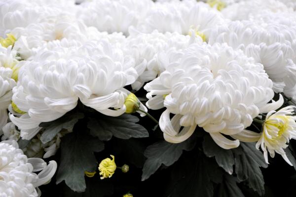 菊花夏季怎么養(yǎng)護(hù)，夏季養(yǎng)護(hù)要點(diǎn)以及注意事項(xiàng)