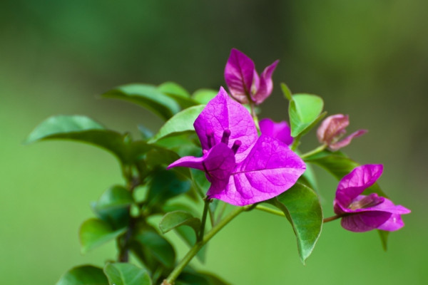 三角梅什么時(shí)候扦插最好，3~6月份是最佳扦插時(shí)間