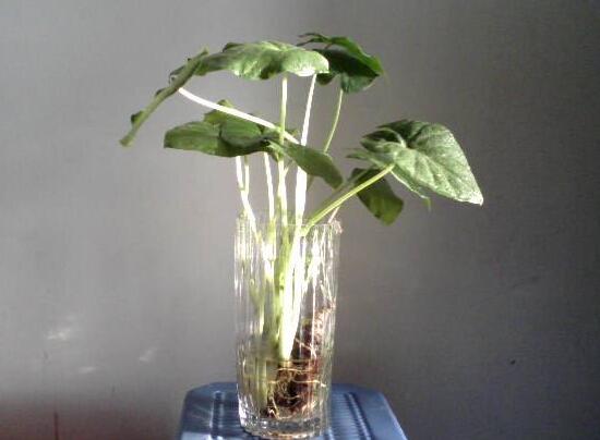 萬年青可以水培嗎，萬年青水培方法