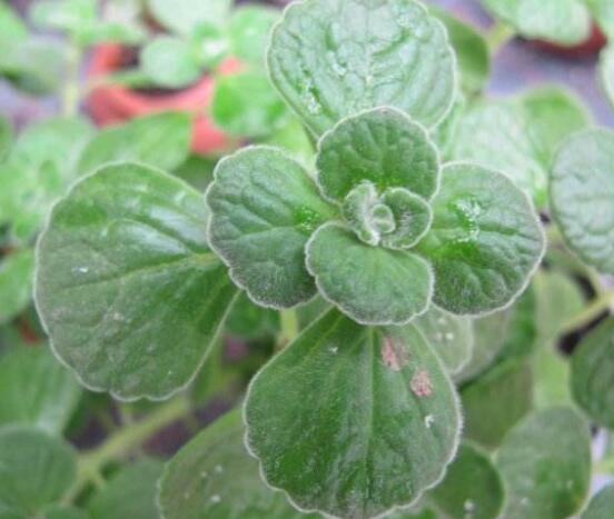 碰碰香木質(zhì)化怎么辦，只需要立馬重新進(jìn)行扦插繁殖