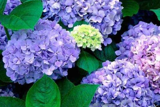 繡球花怎么繁殖，繡球花的扦插方法