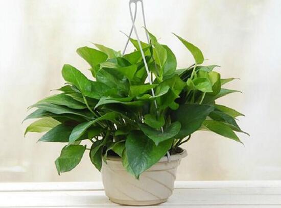 綠蘿怎么澆水，啤酒澆綠蘿的正確方法