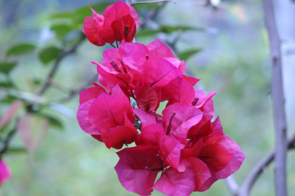 三角梅掉葉子怎么回事，光線太弱/施肥不當(dāng)/病蟲害