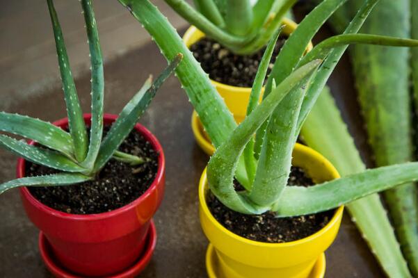 臥室放綠蘿對(duì)小孩好嗎，晚上會(huì)釋放二氧化碳（不建議放）