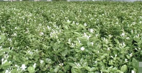 茉莉花常見的病蟲害及其防治方法，老農(nóng)總結(jié)最常見四種病蟲害