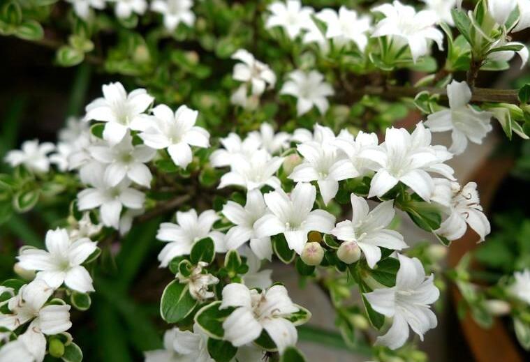 六月雪葉子發(fā)黃脫落怎么辦，分正常落葉和不正常落葉原因