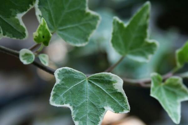 常春藤水澆多了怎么辦，脫盆晾土，重新栽種
