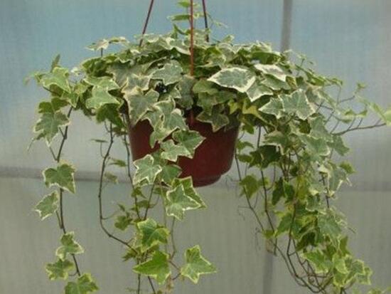 常春藤葉子發(fā)黃的原因有三，讓它重新恢復(fù)生機(jī)