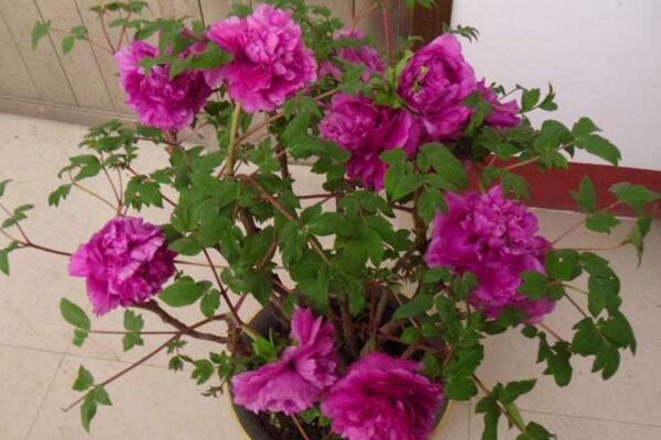 盆栽牡丹花的養(yǎng)殖方法，以下5點必不可少
