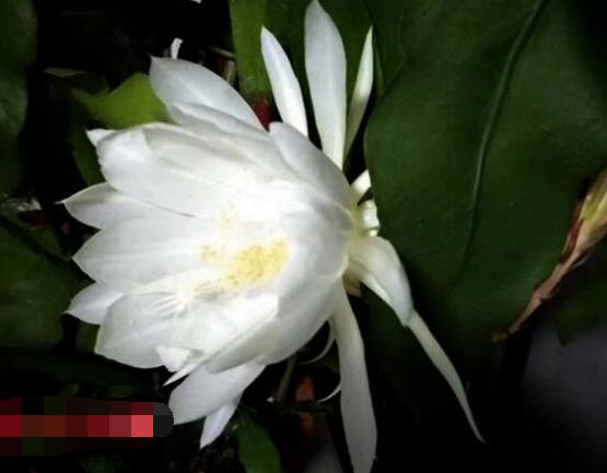 曇花怎么養(yǎng)，注意盆土是關鍵/肥水要合理