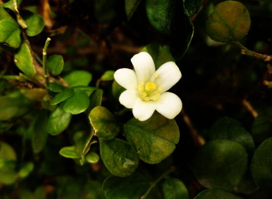 九里香的養(yǎng)殖方法和注意事項，老農(nóng)總結(jié)出七大養(yǎng)殖基本方法