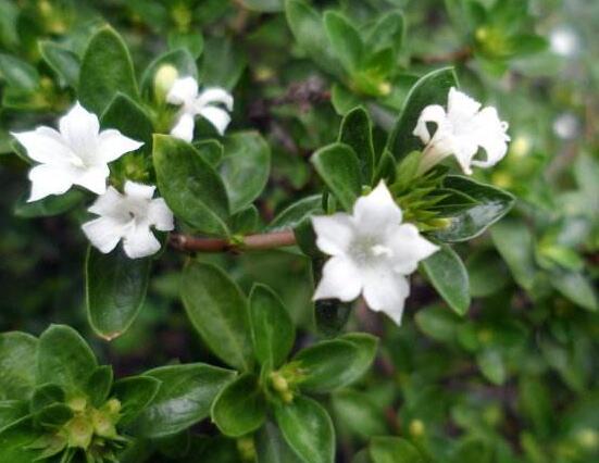 六月雪養(yǎng)殖技術(shù)，老農(nóng)總結(jié)六點(diǎn)必要養(yǎng)護(hù)方法(枝葉翠綠)