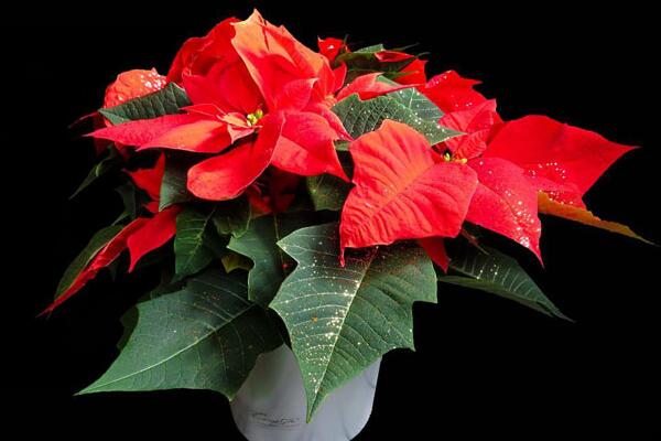 一品紅能放室內(nèi)嗎，為防止中毒不建議在室內(nèi)種植