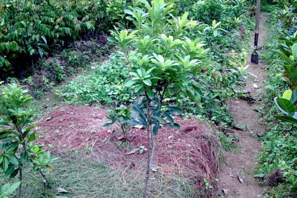 楊梅樹什么時候發(fā)芽