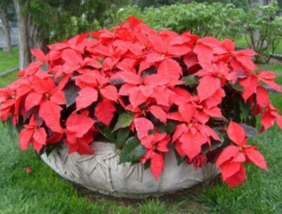 一品紅花怎么養(yǎng)， 做好七個(gè)要點(diǎn)生長(zhǎng)的郁郁蔥蔥、紅紅火火