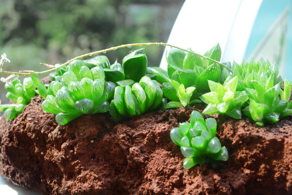 大型玉露怎么養(yǎng)，澆水灌溉需定時(shí)定量