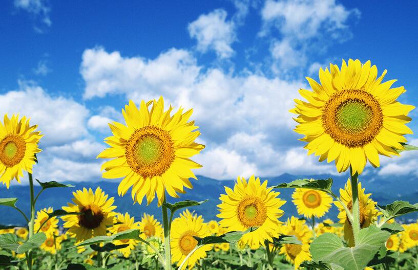 向日葵盤能治痛風(fēng)嗎，能治/但是要提取其中的三零脲堿