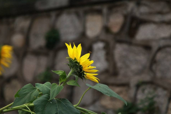 向日葵葉子枯萎怎么辦，分析原因及時處理