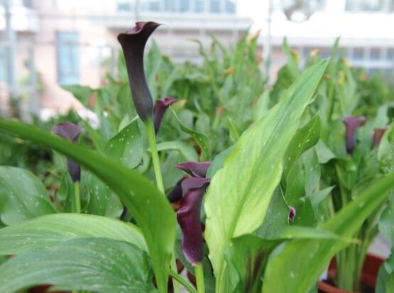 紫色馬蹄蓮花語是什么，代表著一種單純的愛