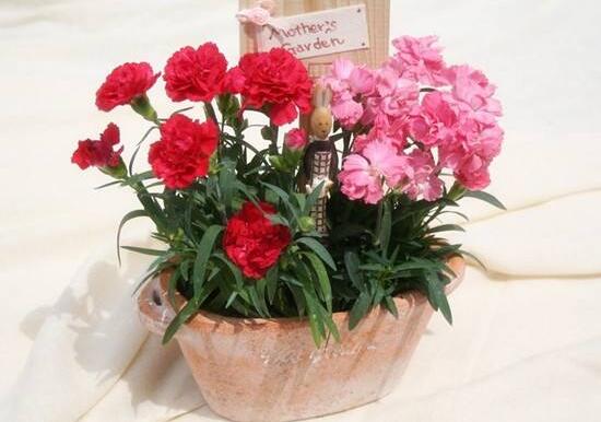 康乃馨怎么養(yǎng)，康乃馨的養(yǎng)殖方法和注意事項