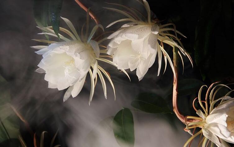 曇花種子種植方法，白天接受足夠的光照晚上才能開花