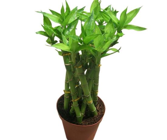 富貴竹品種有哪些，富貴竹品種圖片大全