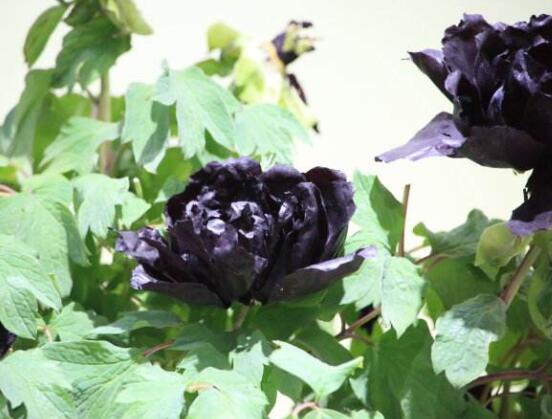 黑芍藥花功效及作用，護(hù)膚養(yǎng)顏、養(yǎng)肝護(hù)肝、緩解疲勞