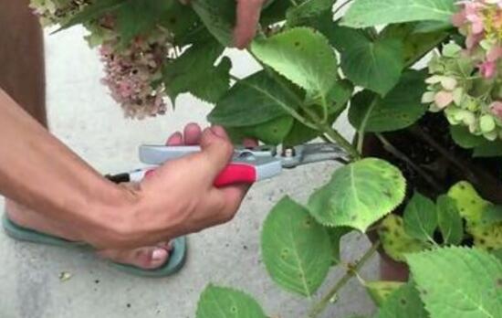 繡球花怎么修剪，繡球花的修剪方法圖解