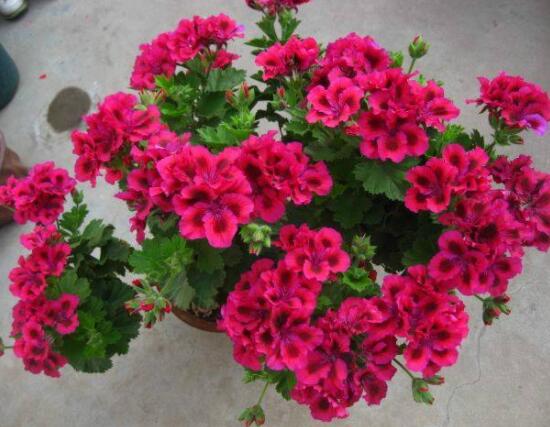 天竺葵用什么肥料最好，不同時(shí)期所需要的肥料不盡相同