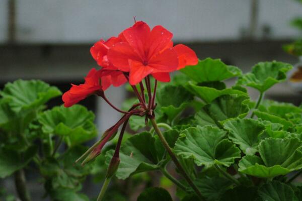 天竺葵一年開(kāi)幾次花，它的花期在5—7月