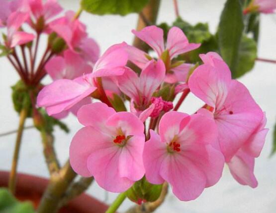 天竺葵夏季養(yǎng)護(hù)，老農(nóng)總結(jié)五個(gè)要點(diǎn)安然度夏