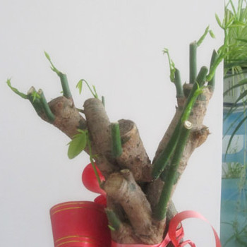 發(fā)財(cái)樹怎么修剪，發(fā)財(cái)樹的修剪方法圖