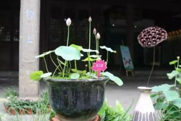 盆栽荷花施什么肥，施肥以磷鉀肥為主