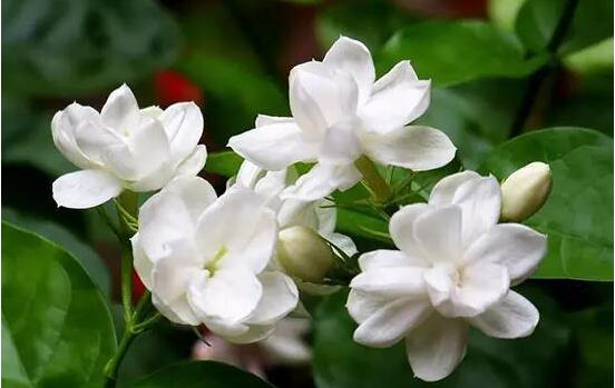 茉莉花的養(yǎng)殖方法，老總總結(jié)七大基本養(yǎng)殖方法