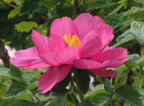 牡丹花的特點(diǎn)是什么，細(xì)數(shù)牡丹花六大特點(diǎn)