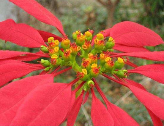 一品紅有毒嗎，一品紅可以放在室內(nèi)養(yǎng)嗎