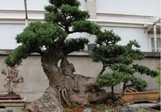 羅漢松怎么施肥，羅漢松施肥方法