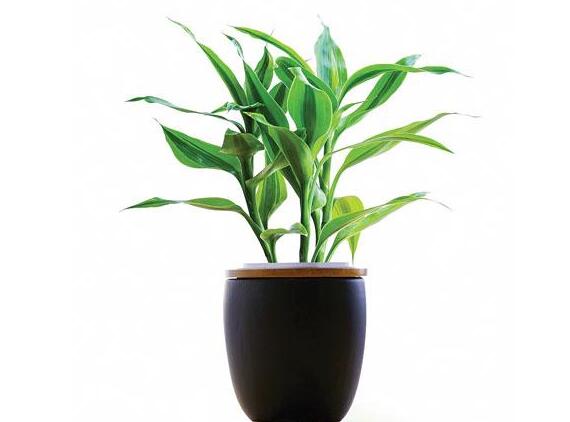 水養(yǎng)富貴竹怎么養(yǎng)，溫度合適/勤施肥最關(guān)鍵