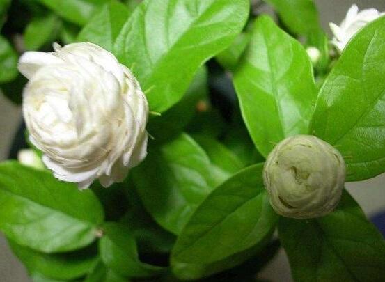 虎頭茉莉怎么養(yǎng)，做好六個養(yǎng)殖步驟即可花開爆盆