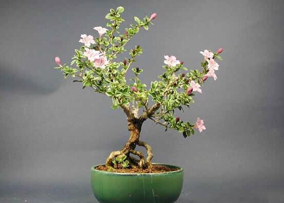 六月雪的養(yǎng)殖方法和注意事項(xiàng)，夏天要注意高溫死苗