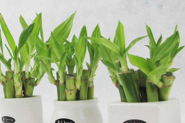 富貴竹的養(yǎng)殖方法和注意事項