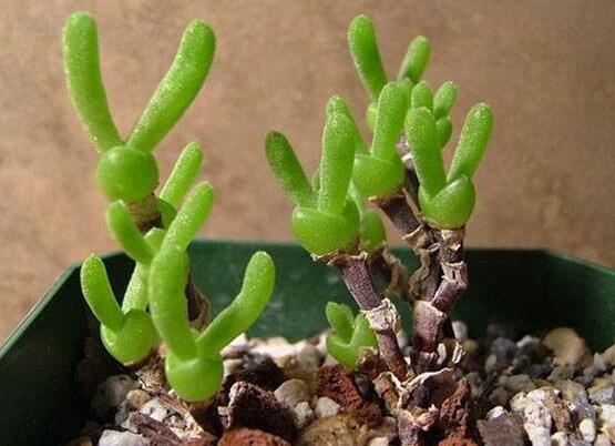 碧光環(huán)和枝干番杏的區(qū)別，教你兩種最直觀分辨方法