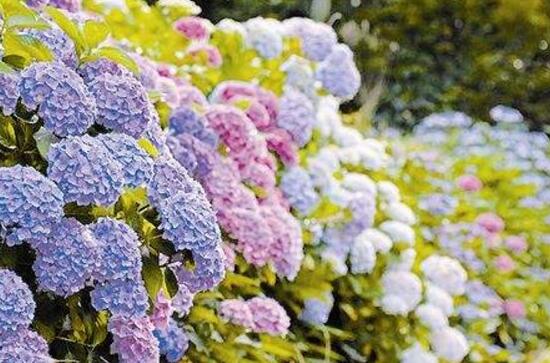 天竺葵和繡球花的區(qū)別，盤點(diǎn)三種區(qū)別方法(外形/習(xí)性/價(jià)值)