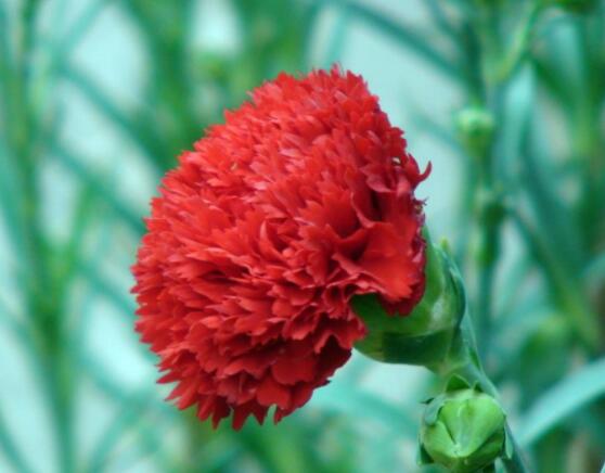 送康乃馨代表什么意思，代表著對(duì)母親深深的愛(ài)