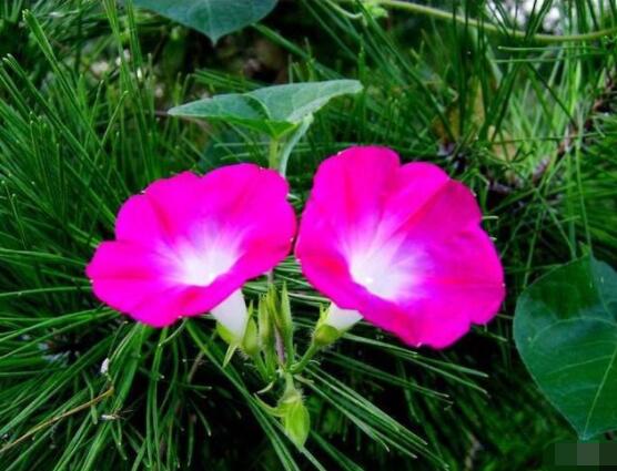 牽?；麊幔嵘疫\(yùn)，招財(cái)納氣